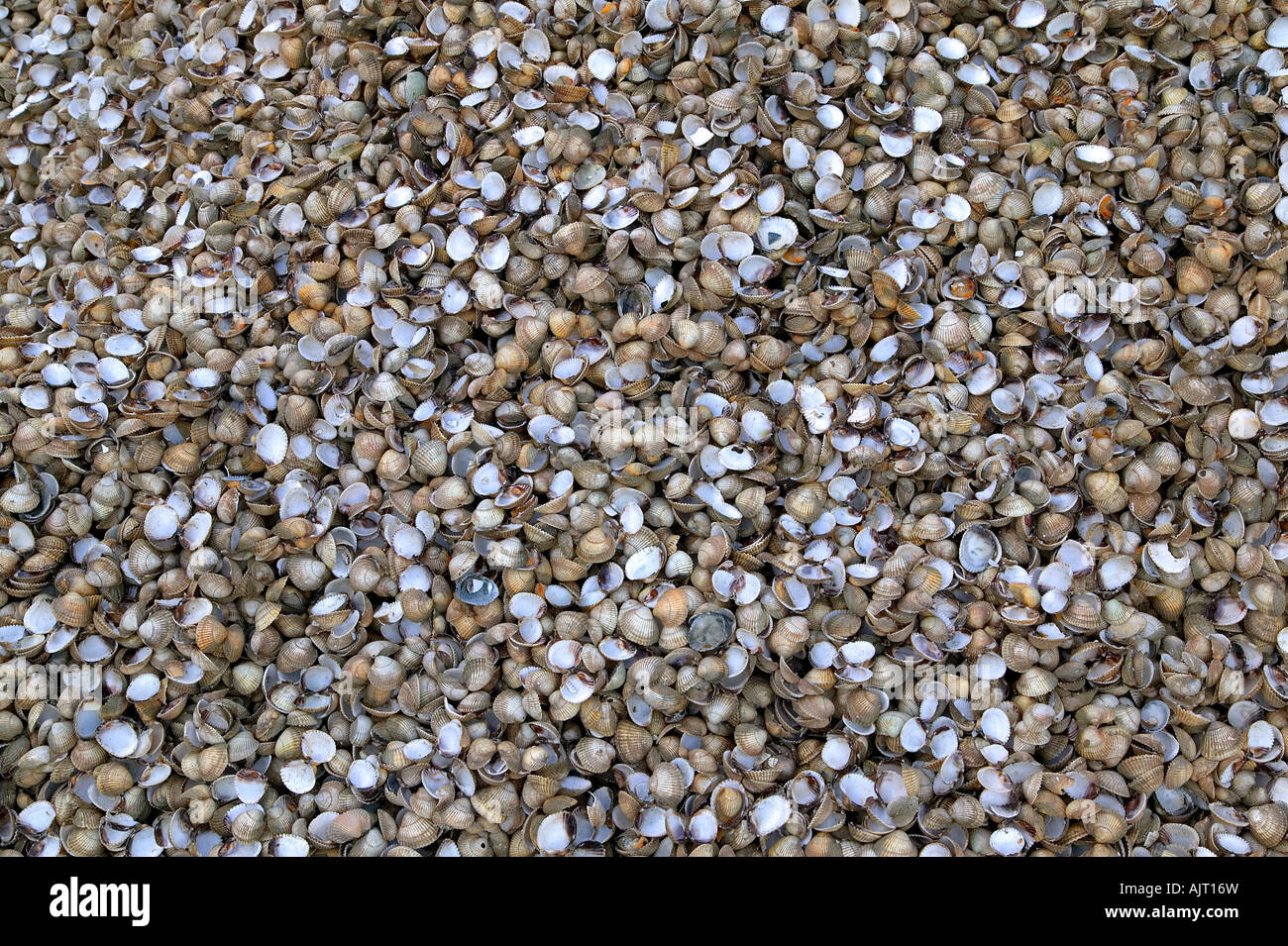 Thousands of sea shells try and count them all Stock Photo Alamy