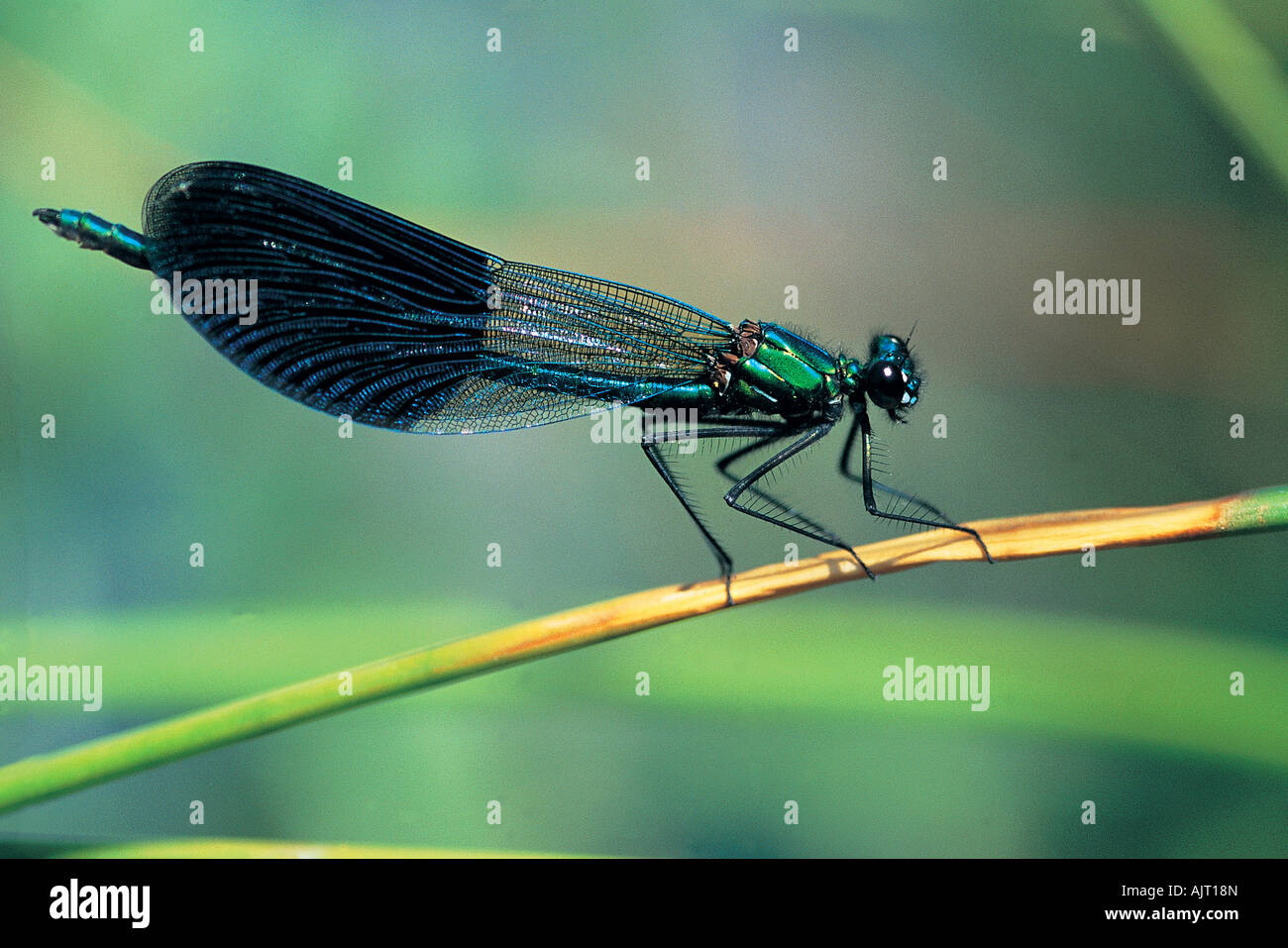 Male damsel fly, Calopteryx splendens, Central Anatolia Turkey Stock Photo