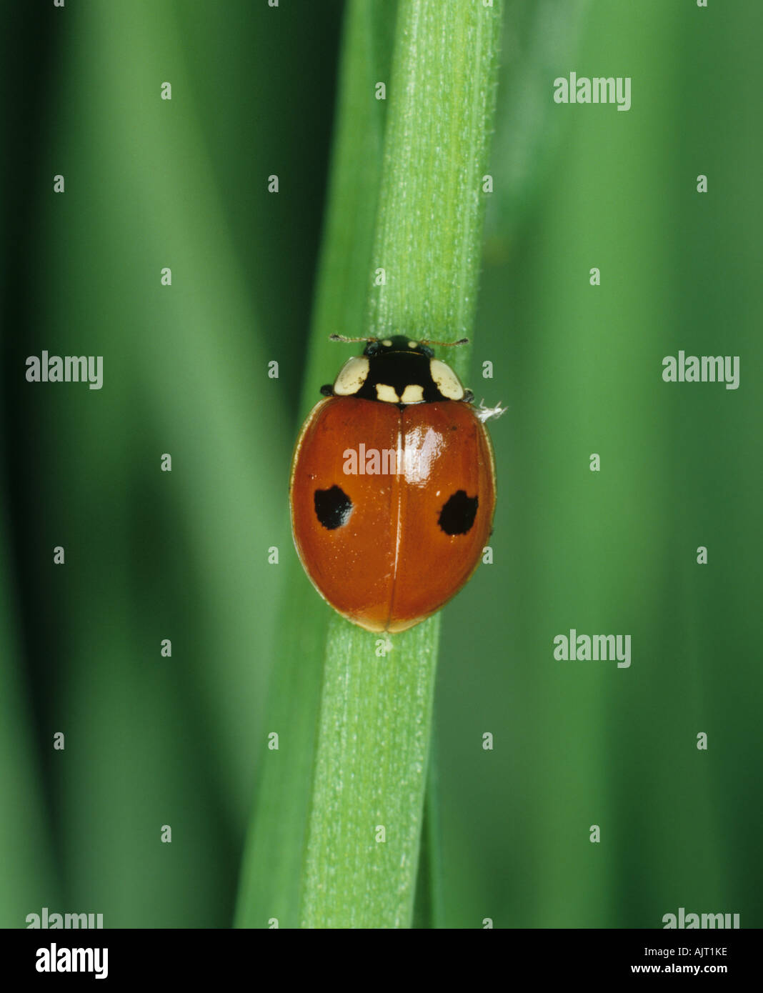Two spot ladybird Adalia bipunctata adult on a cereal plant leaf Stock Photo