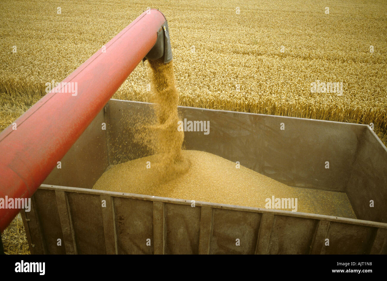 Looking down at combine tube discharging wheat grain to a trailer Stock Photo