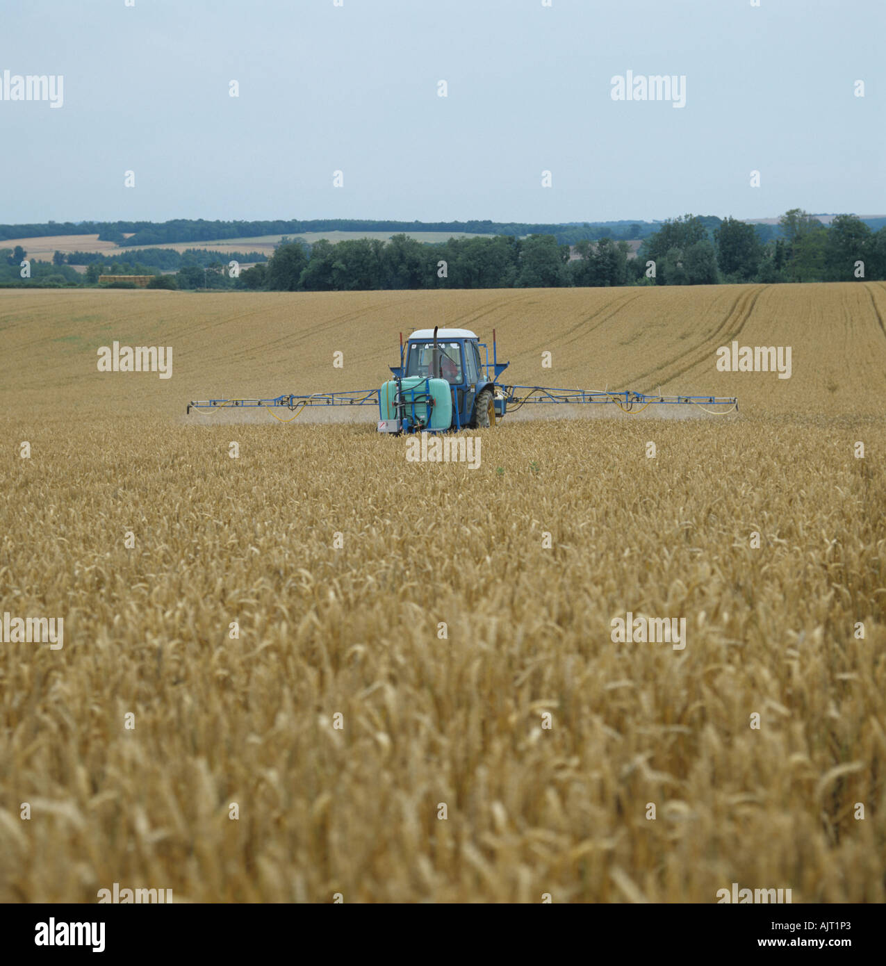 Ford tractor Berthoud sprayer spraying ripe wheat crop pre harvest for grass weed control Stock Photo