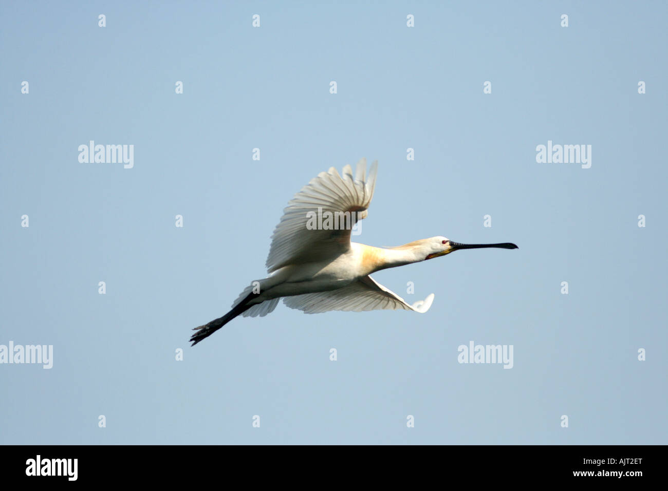 Eurasian Spoonbill in flight Stock Photo - Alamy