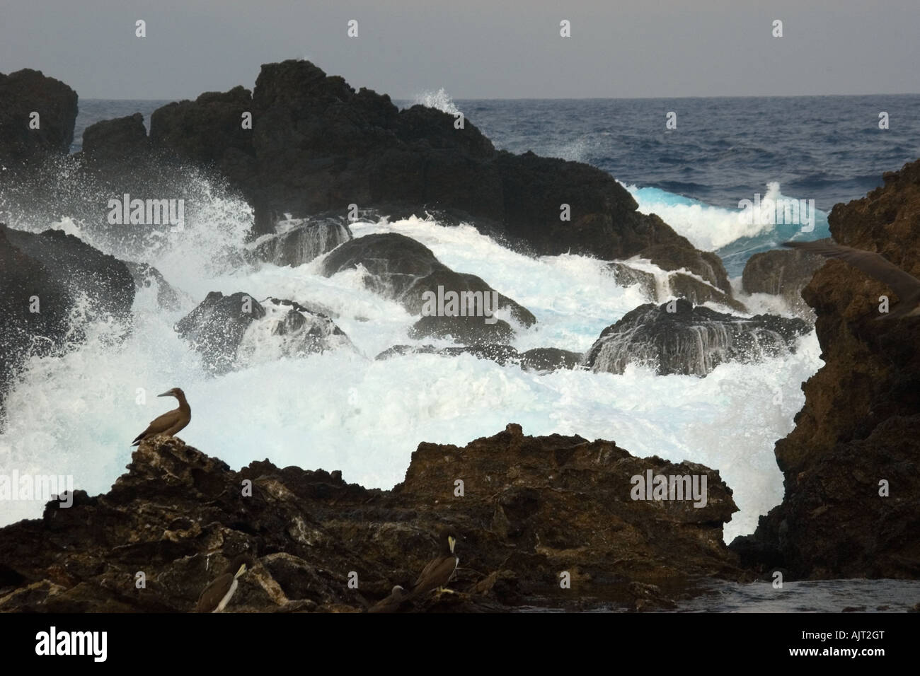 Brown booby Sula leucogaster and waves crashing St Peter and St Paul s rocks Brazil Atlantic Ocean Stock Photo