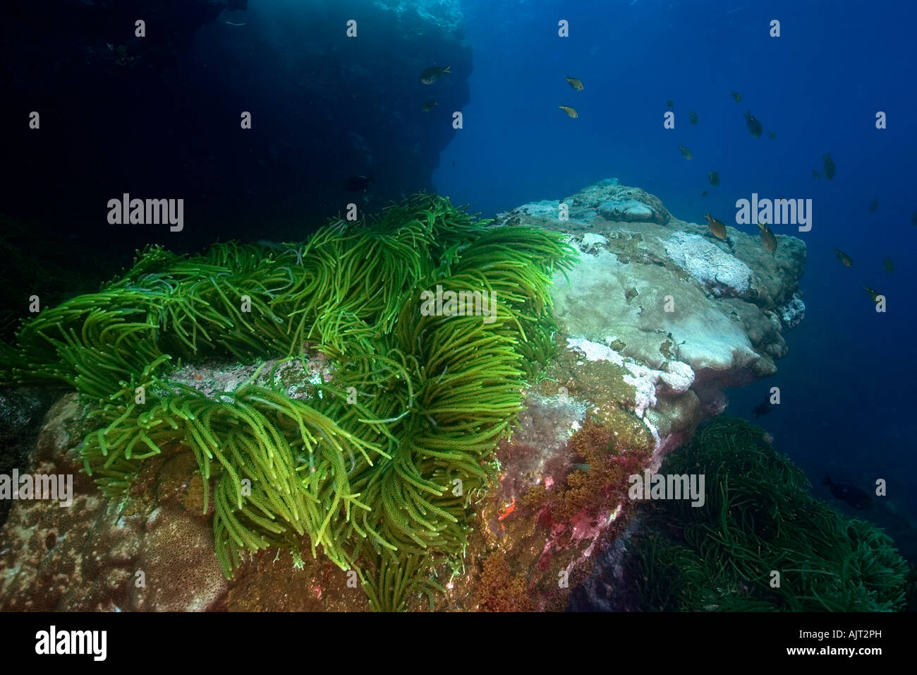 Green algae Caulerpa racemosa St Peter and St Paul s rocks Brazil Atlantic Ocean Stock Photo