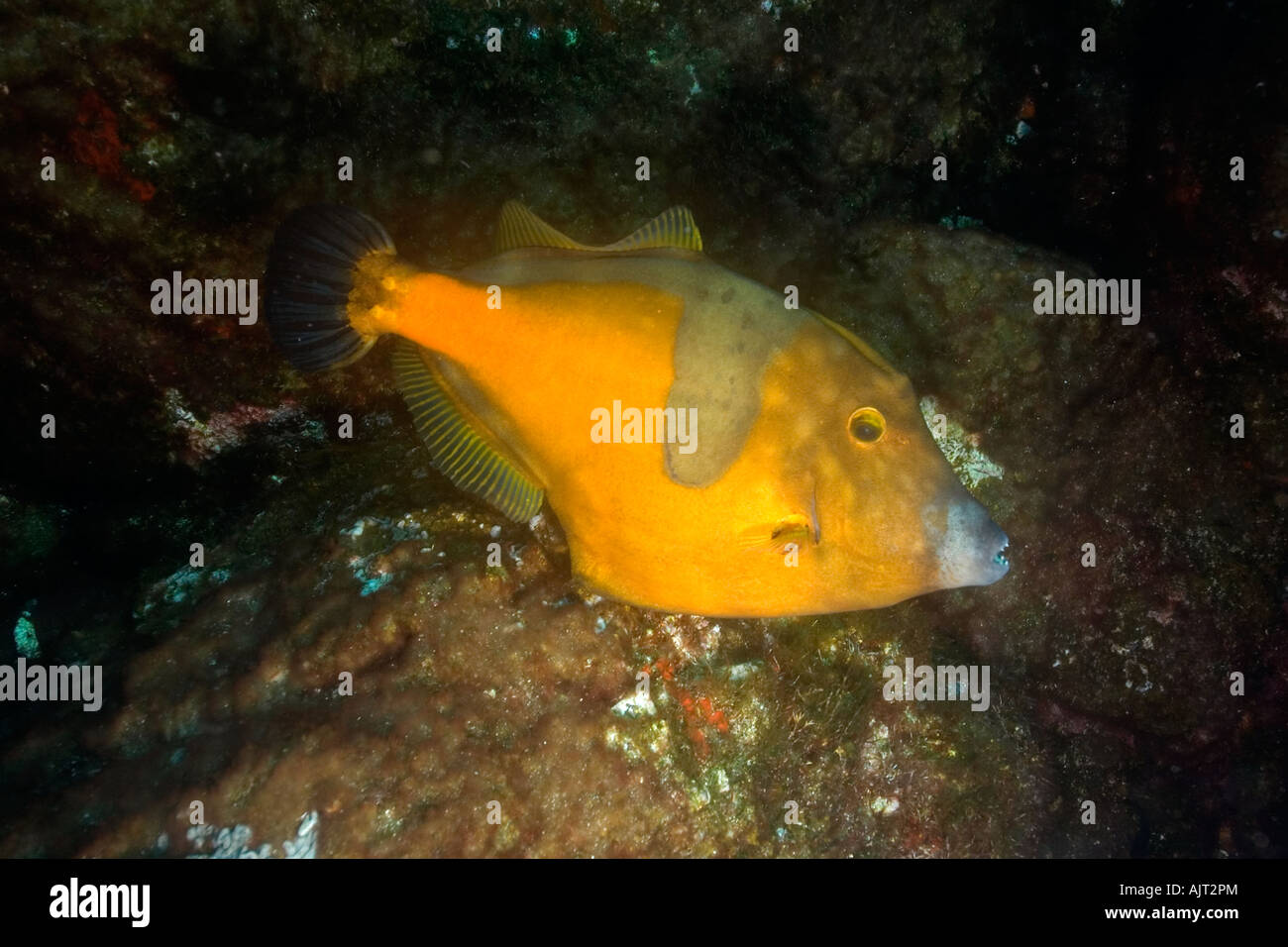 Whitespotted filefish Cantherhines macrocerus orange phase St Peter and St Paul s rocks Brazil Atlantic Ocean Stock Photo