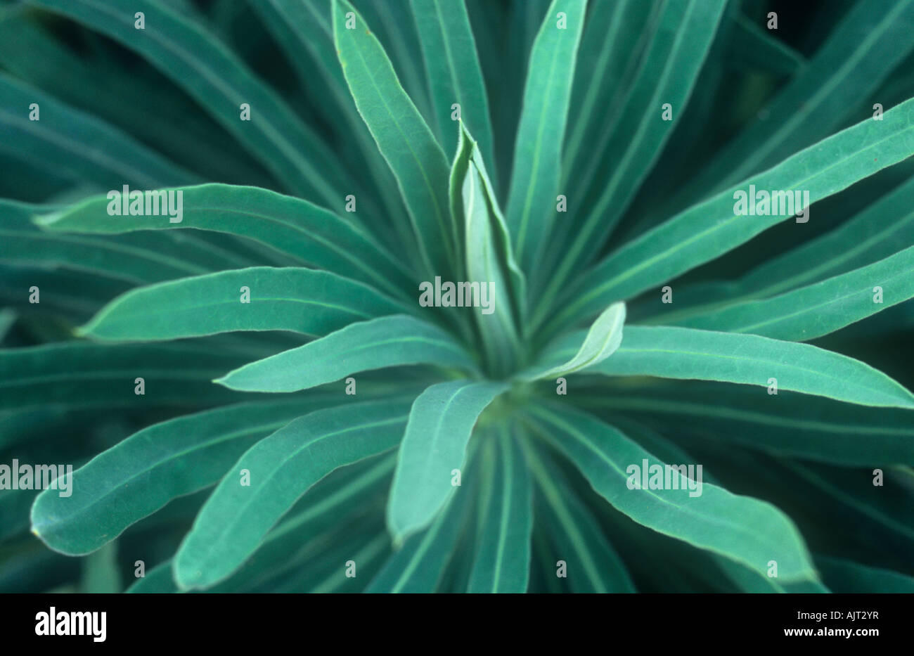 Close up into head of tightly clustered needle-like bluish-green leaves of border perennial plant Spurge or Euphorbia characias Stock Photo