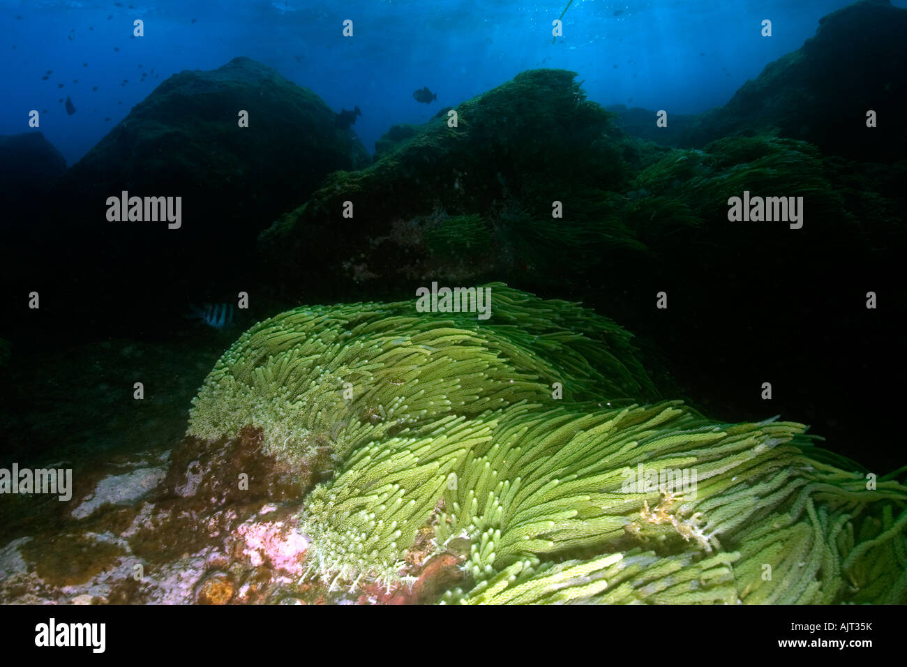 Green algae Caulerpa racemosa St Peter and St Paul s rocks Brazil Atlantic Ocean Stock Photo