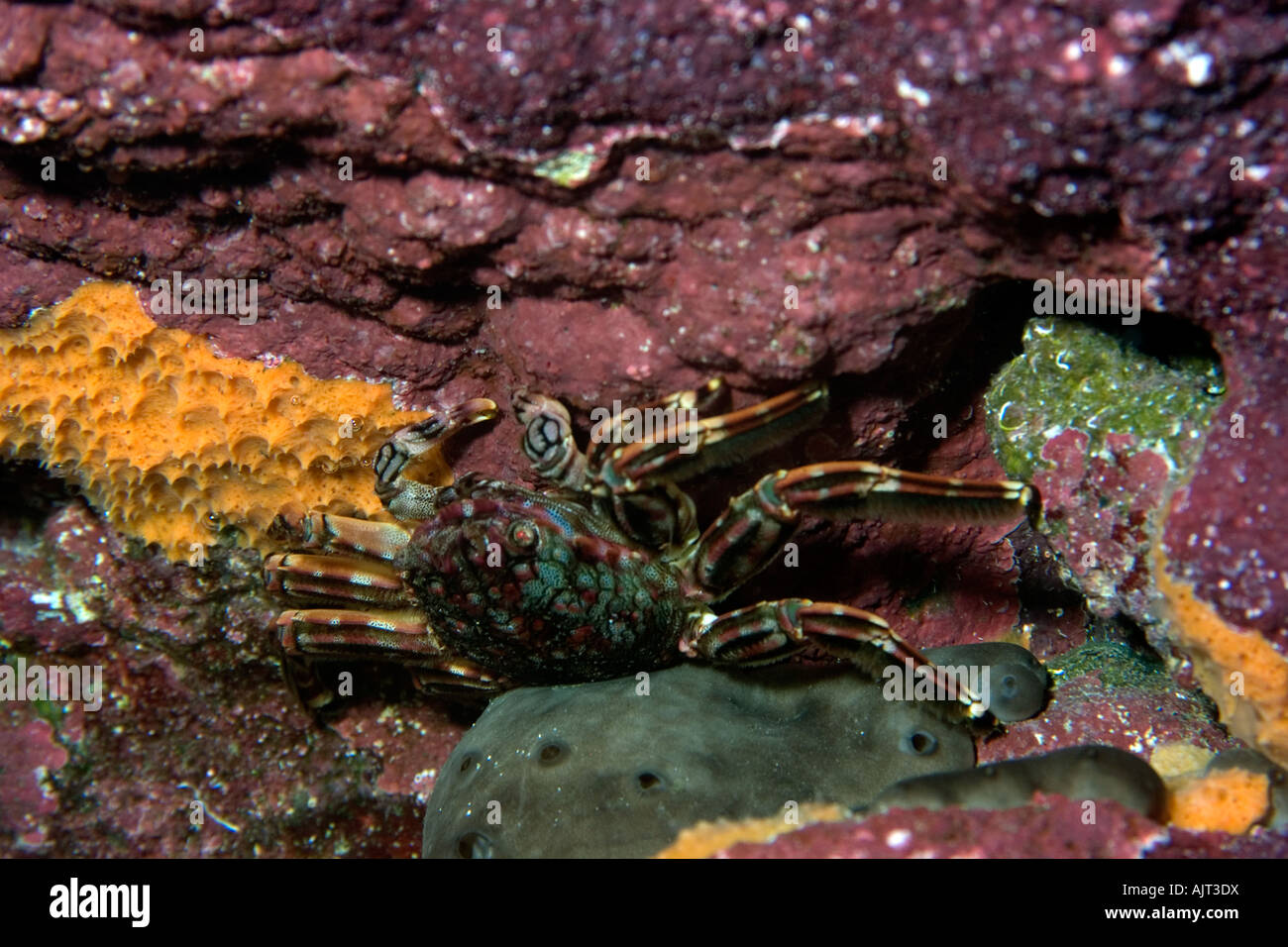 Tidal crab Plagusia depressa St Peter and St Paul s rocks Brazil Atlantic Ocean Stock Photo