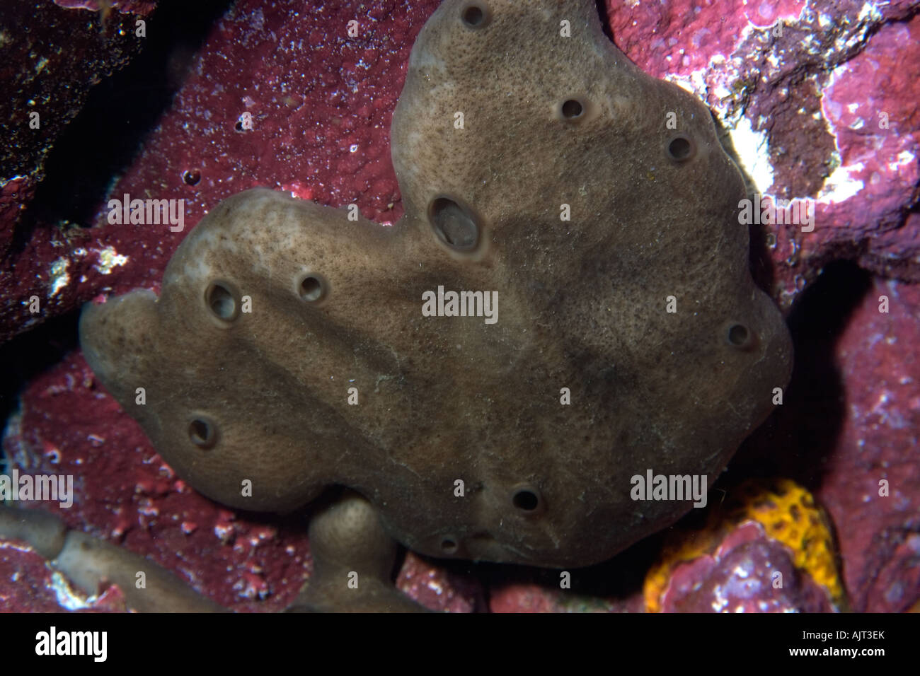 Encrusting sponge Chondrosia collectrix St Peter and St Paul s rocks