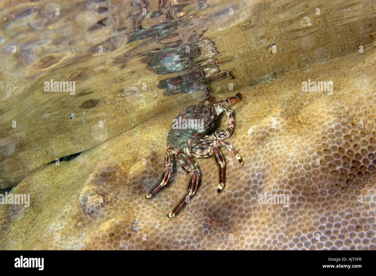 Tidal crab Plagusia depressa crawling over encrusting zoanthid Palythoa caribaeorum St Peter and St Paul s rocks Brazil Atlantic Stock Photo