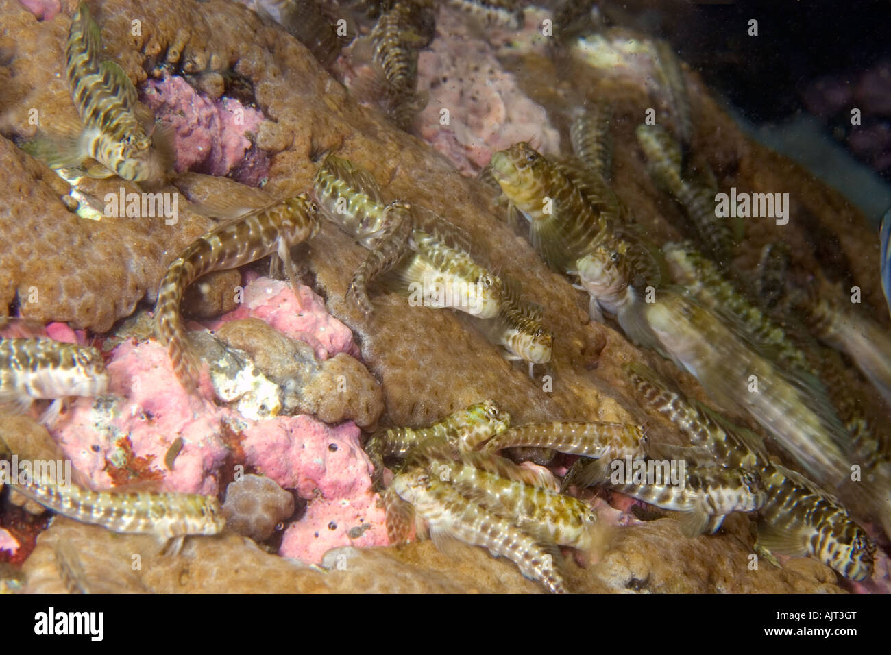 Blennies in tidepool Entomacrodus vomerinus St Peter and St Paul s rocks Brazil Atlantic Ocean Stock Photo