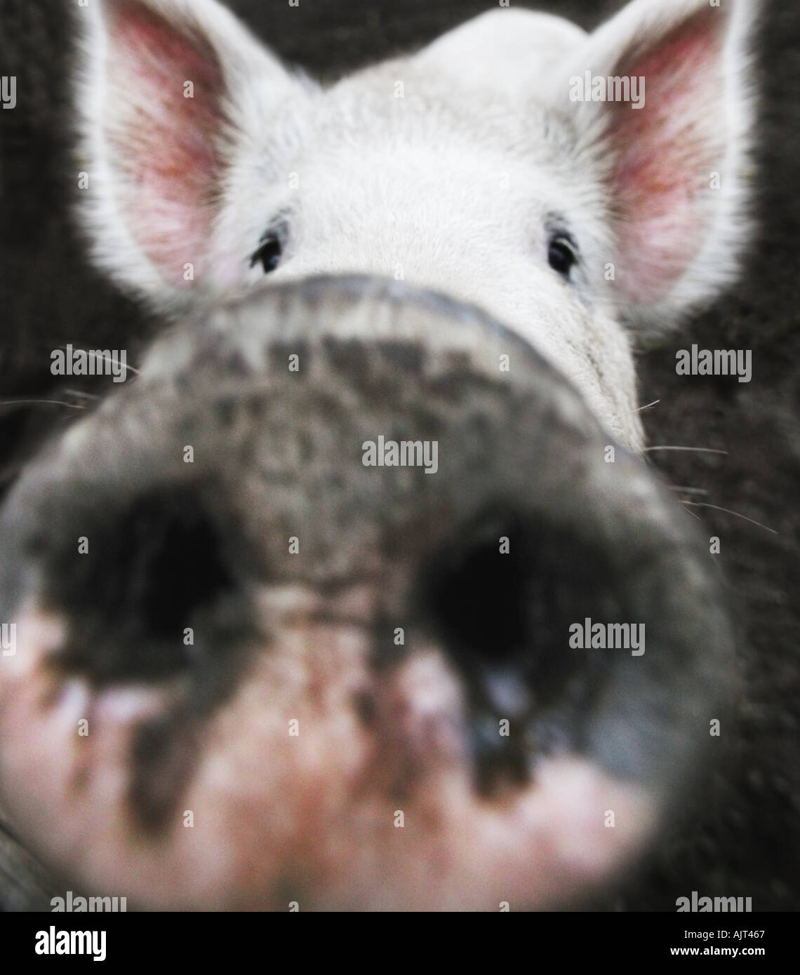 Pig pics hires stock photography and images Alamy