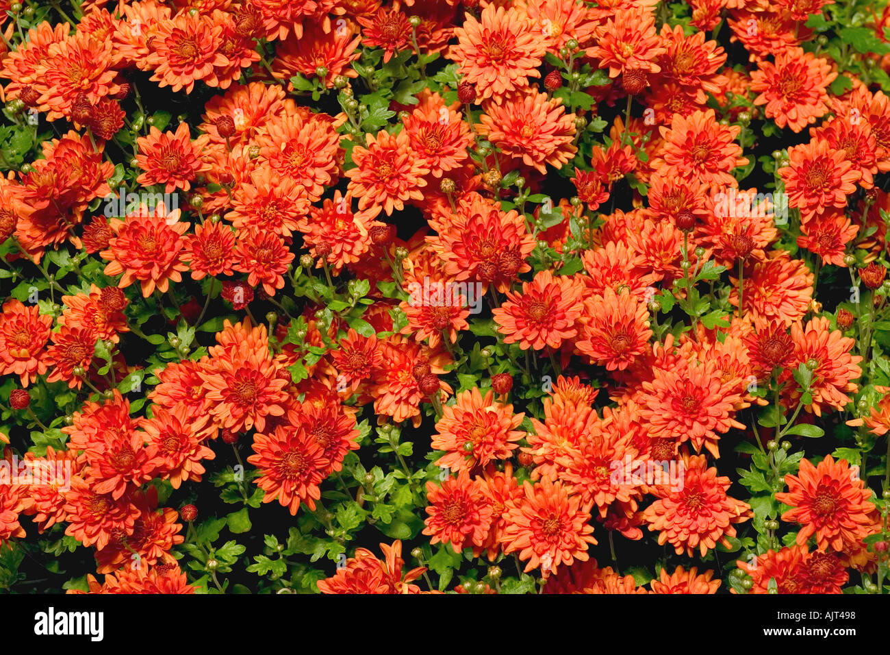 Bright Orange Mums Stock Photos & Bright Orange Mums Stock Images Alamy