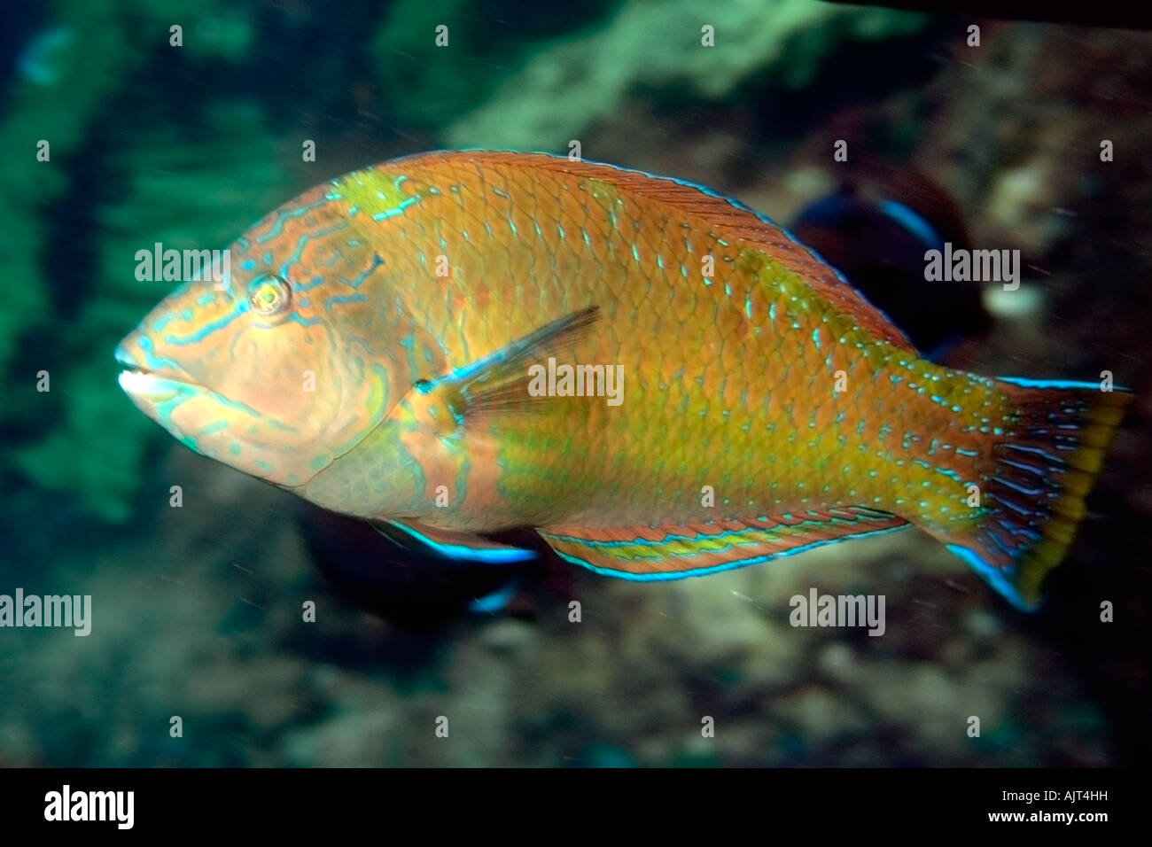 Puddingwife wrasse Halichoeres radiatus St Peter and St Paul s rocks