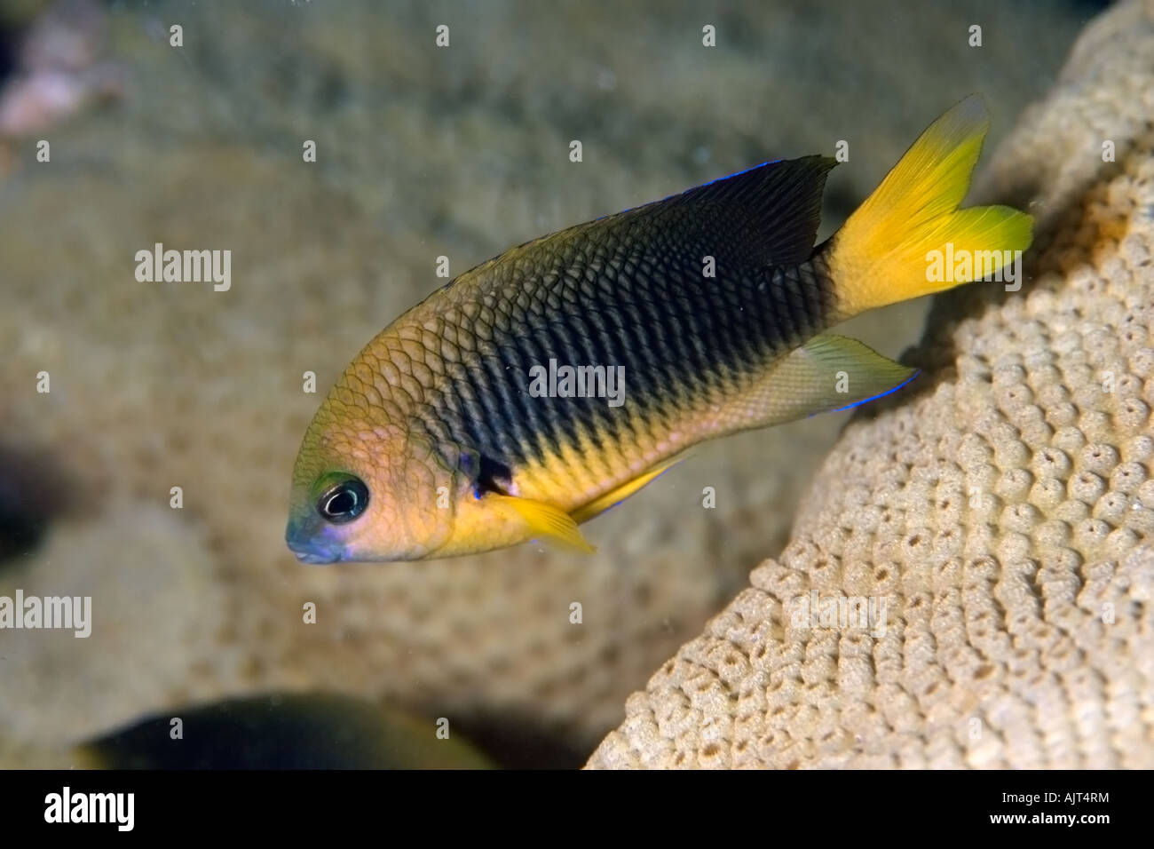 Saint Paul s gregory Stegastes sanctipauli endemic next to zoanthid Palythoa caribaeorum St Peter and St Paul s rocks Brazil Stock Photo