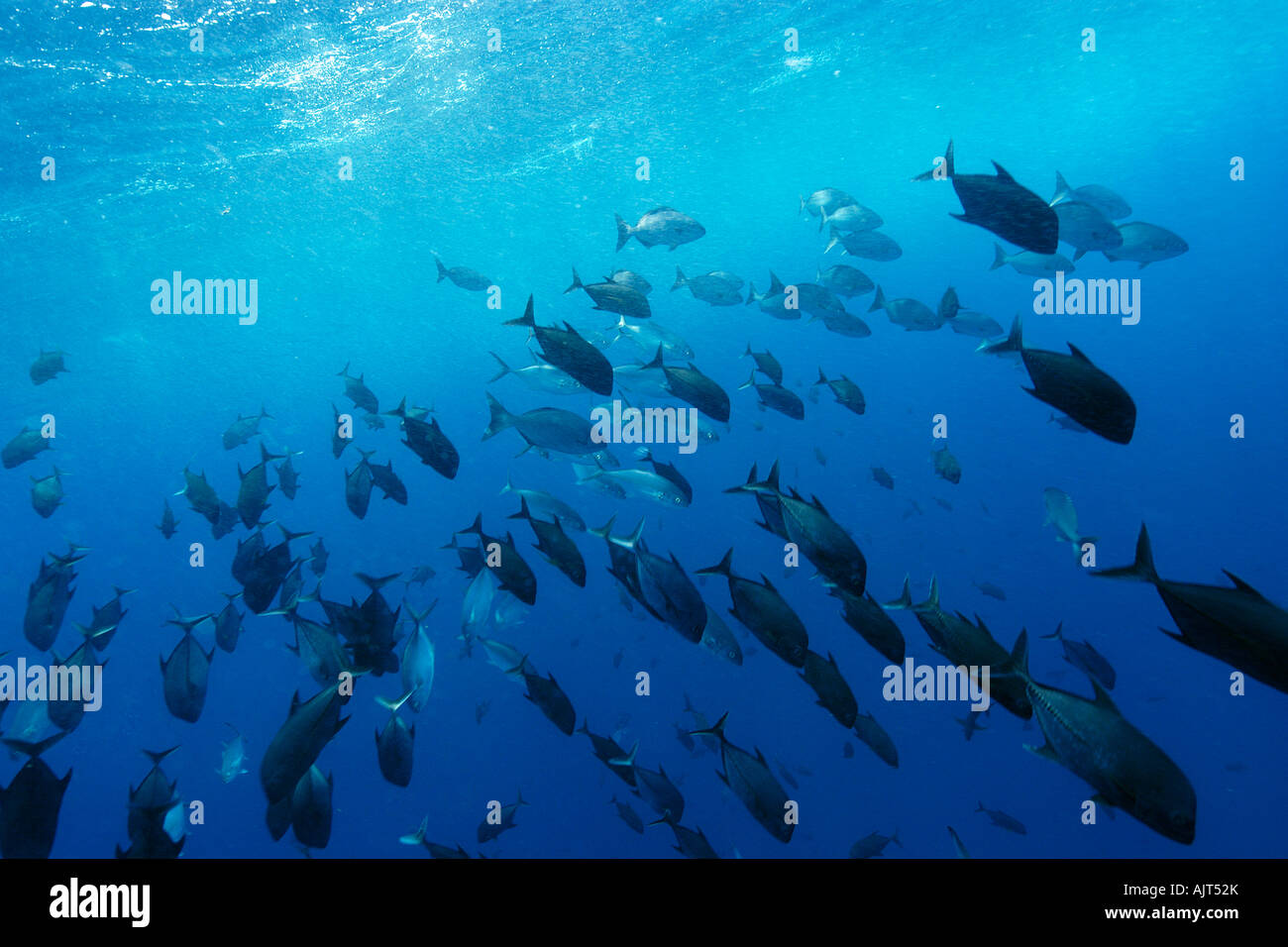 Black jacks blue runners and chubs Caranx lugubris Carangoides crysos and Kyphosus sectatrix schooling in open water Brazil Stock Photo