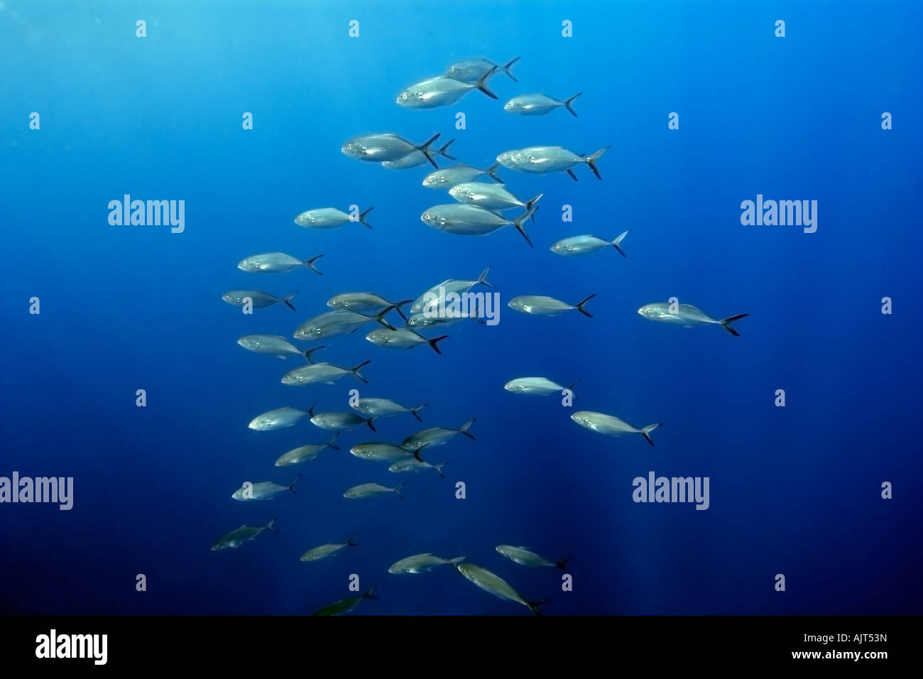 Blue runners Carangoides crysos schooling in open water St Peter and St Paul s rocks Brazil Atlantic Ocean Stock Photo