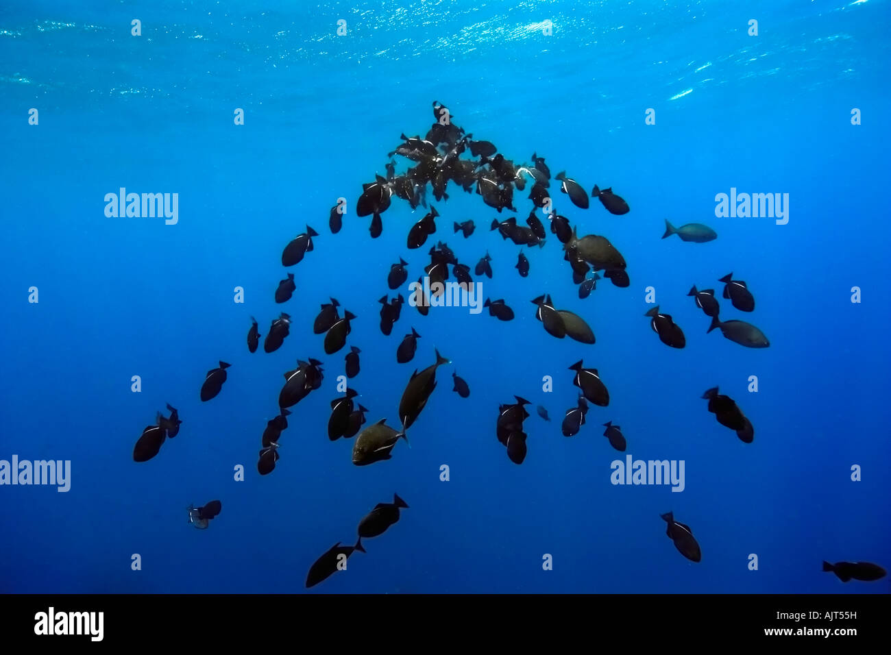 Black durgon Melichthys niger schooling St Peter and St Paul s rocks Brazil Atlantic Ocean Stock Photo