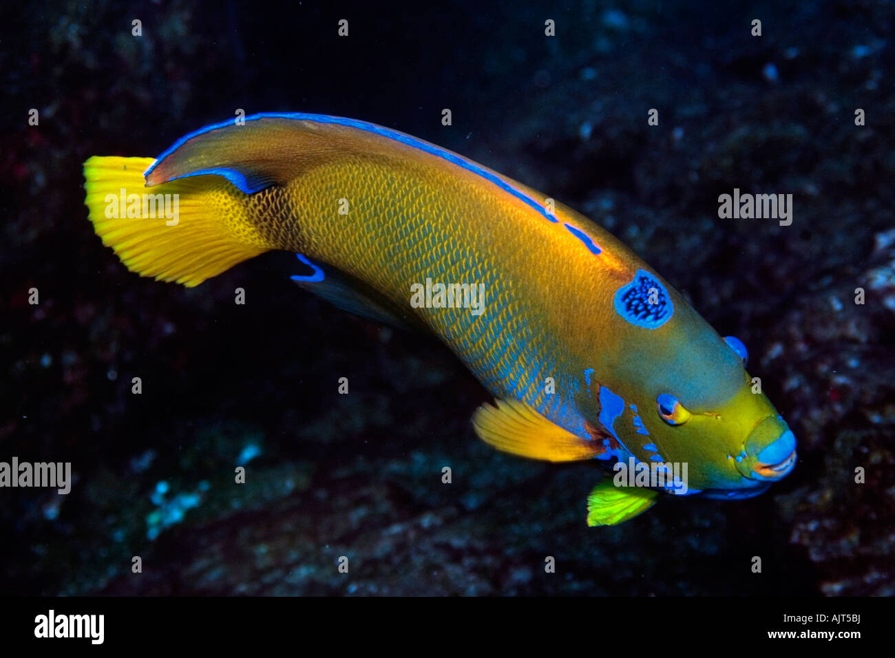 Colourful underwater s hi-res stock photography and images - Alamy