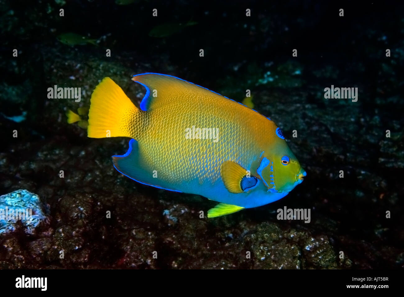 Queen angelfish Holacanthus ciliaris St Peter and St Paul s rocks ...