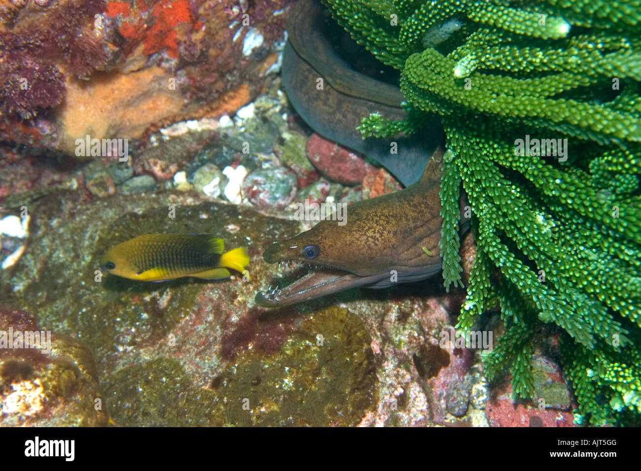 Viper moray or mulatto conger Enchelycore nigricans and Saint Paul s gregory Stegastes sanctipauli St Peter and St Paul s rocks Stock Photo