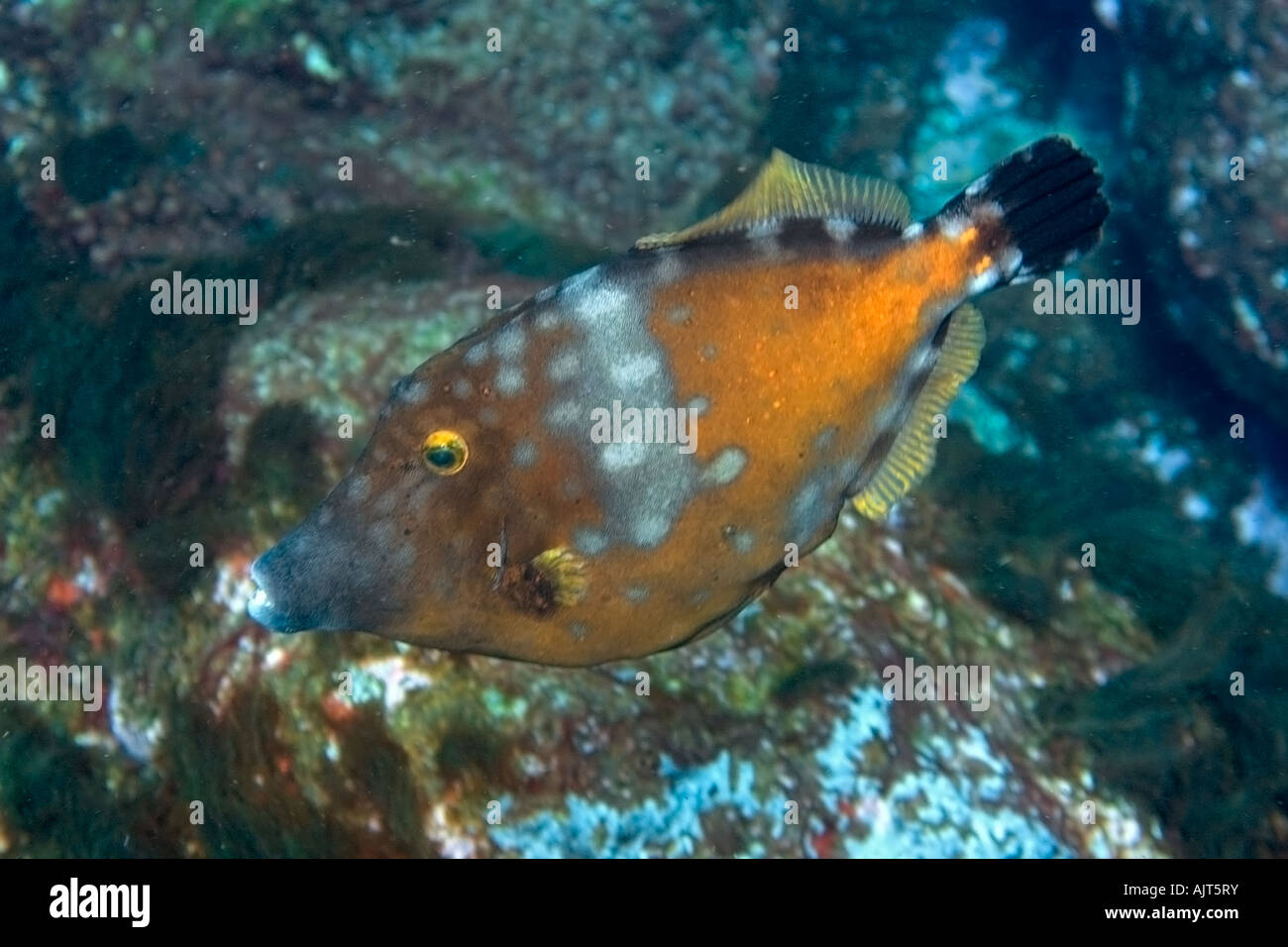 Whitespotted filefish Cantherhines macrocerus St Peter and St Paul s rocks Brazil Atlantic Ocean Stock Photo