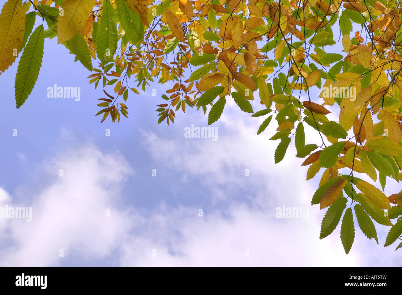 Horse chestnut leaves in Autumn against a bright blue cloudy sky Stock Photo