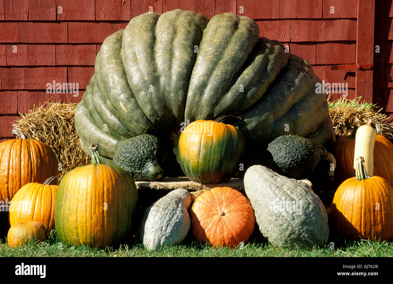 Canada, Nova Scotia, Halloween Gigantic green pumpkin surrounded by