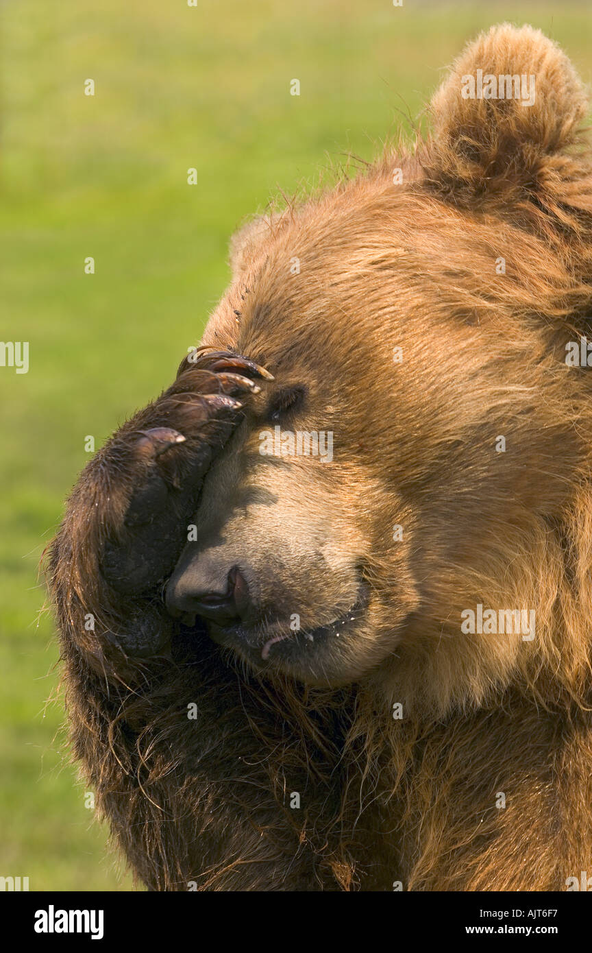 Bear with paw over eye Stock Photo