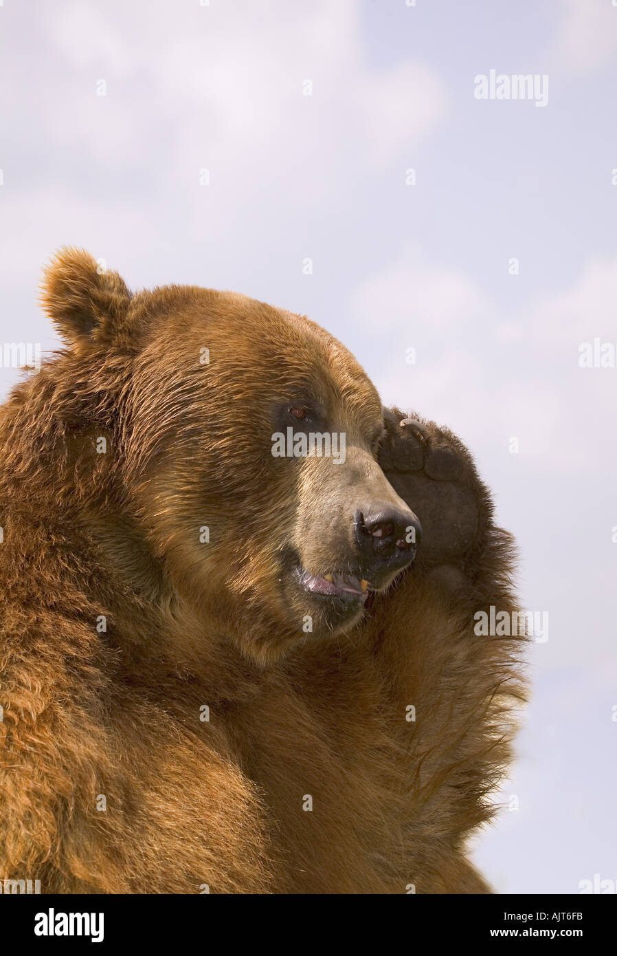 Bear with paw over eye Stock Photo