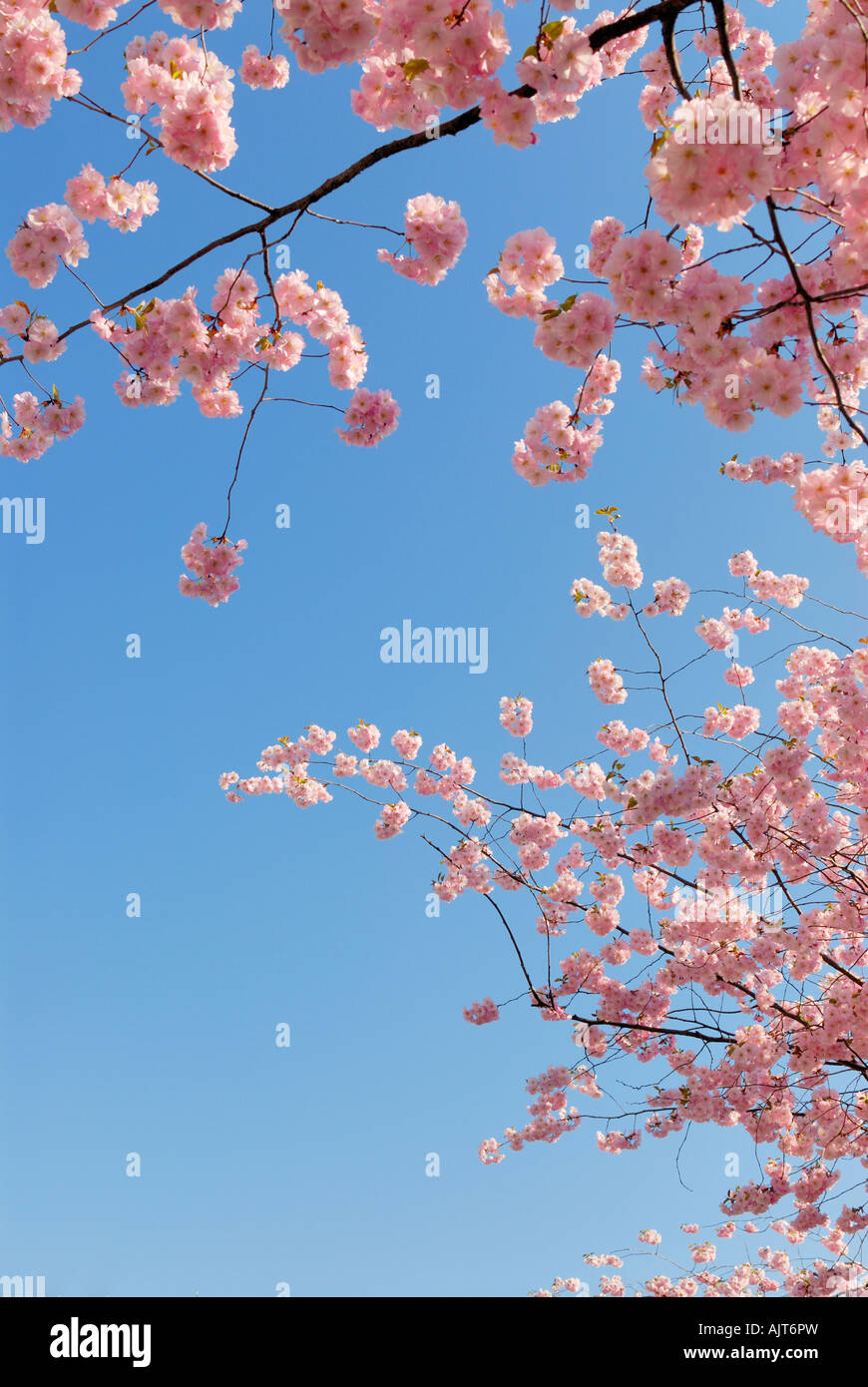 cherry tree in blossom against blue sky Stock Photo - Alamy