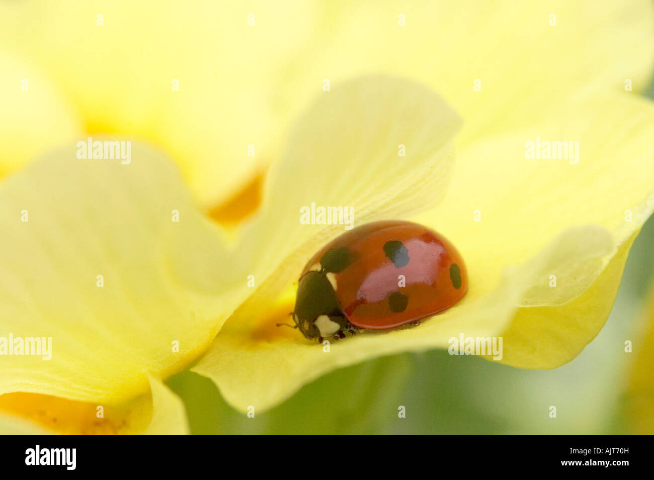 Seven-spotted ladybird hiding in garden flower Stock Photo