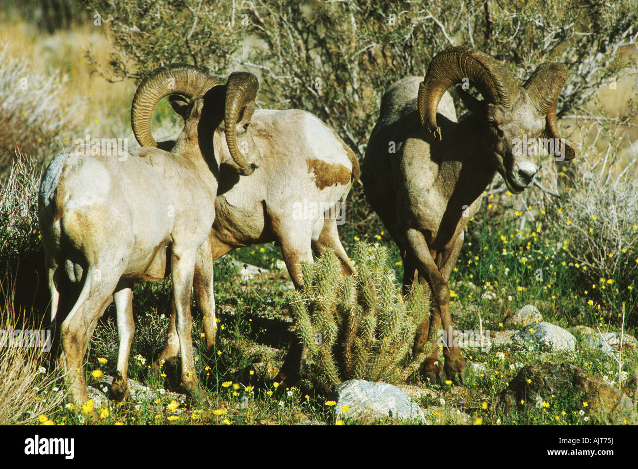 Peninsular Desert Bighorn sheep (Ovis canadensis cremnobates) Stock Photo