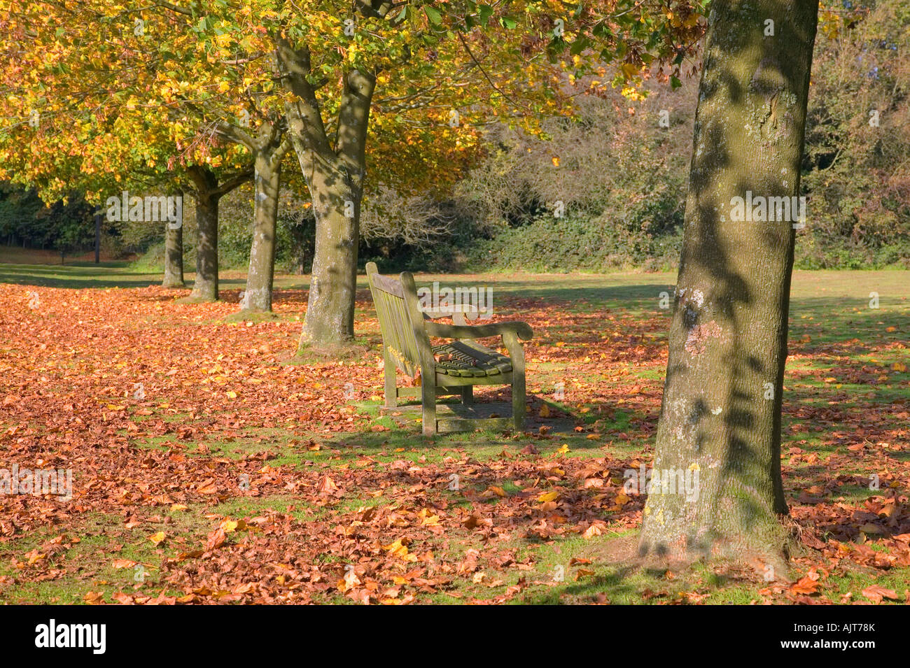 A park bench amongst trees in autumn colour Stock Photo