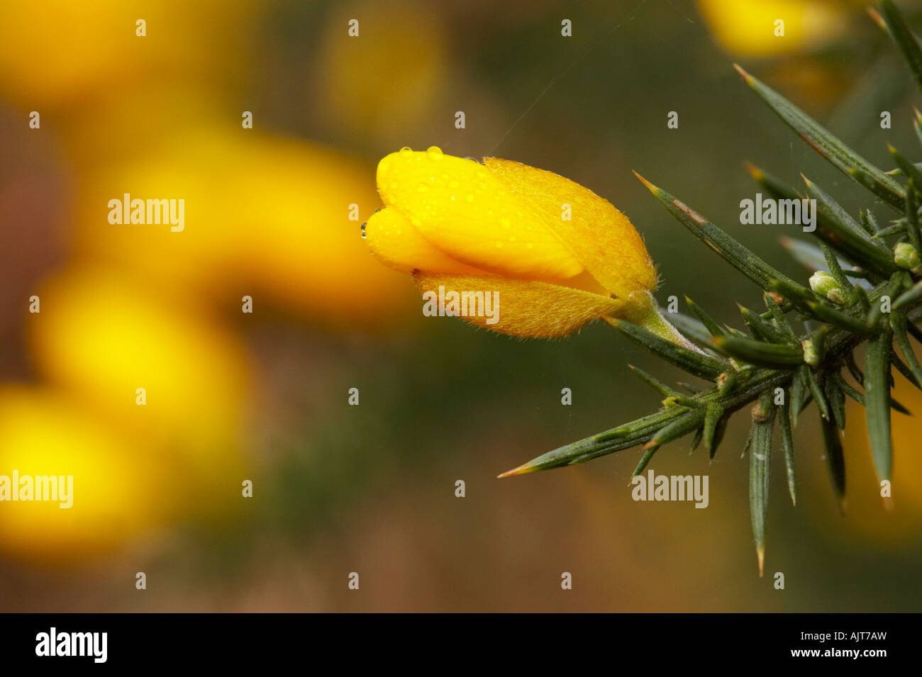 Common gorse, covered in morning dew, Danbury Common, Essex Stock Photo