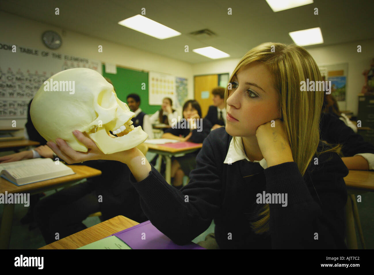 Female student examining skull Stock Photo
