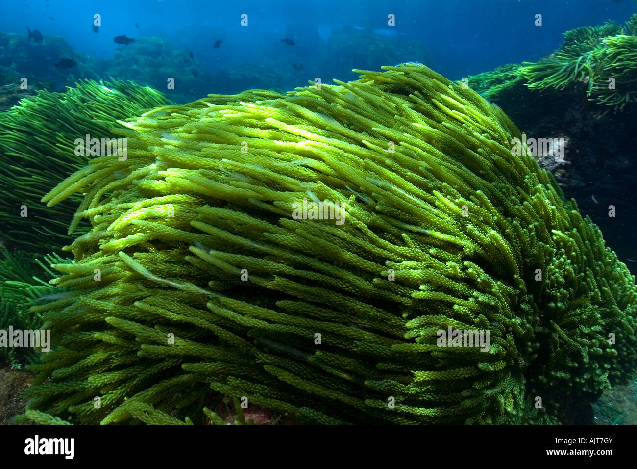 Green algae Caulerpa racemosa St Peter and St Paul s rocks Brazil Atlantic Ocean Stock Photo