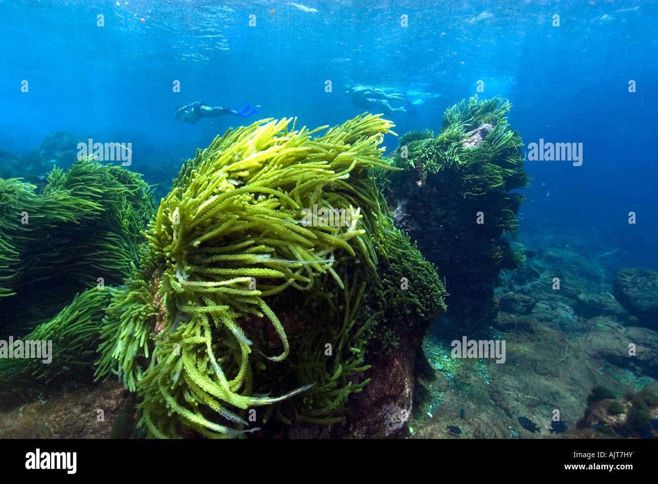 Green algae Caulerpa racemosa St Peter and St Paul s rocks Brazil Atlantic Ocean Stock Photo