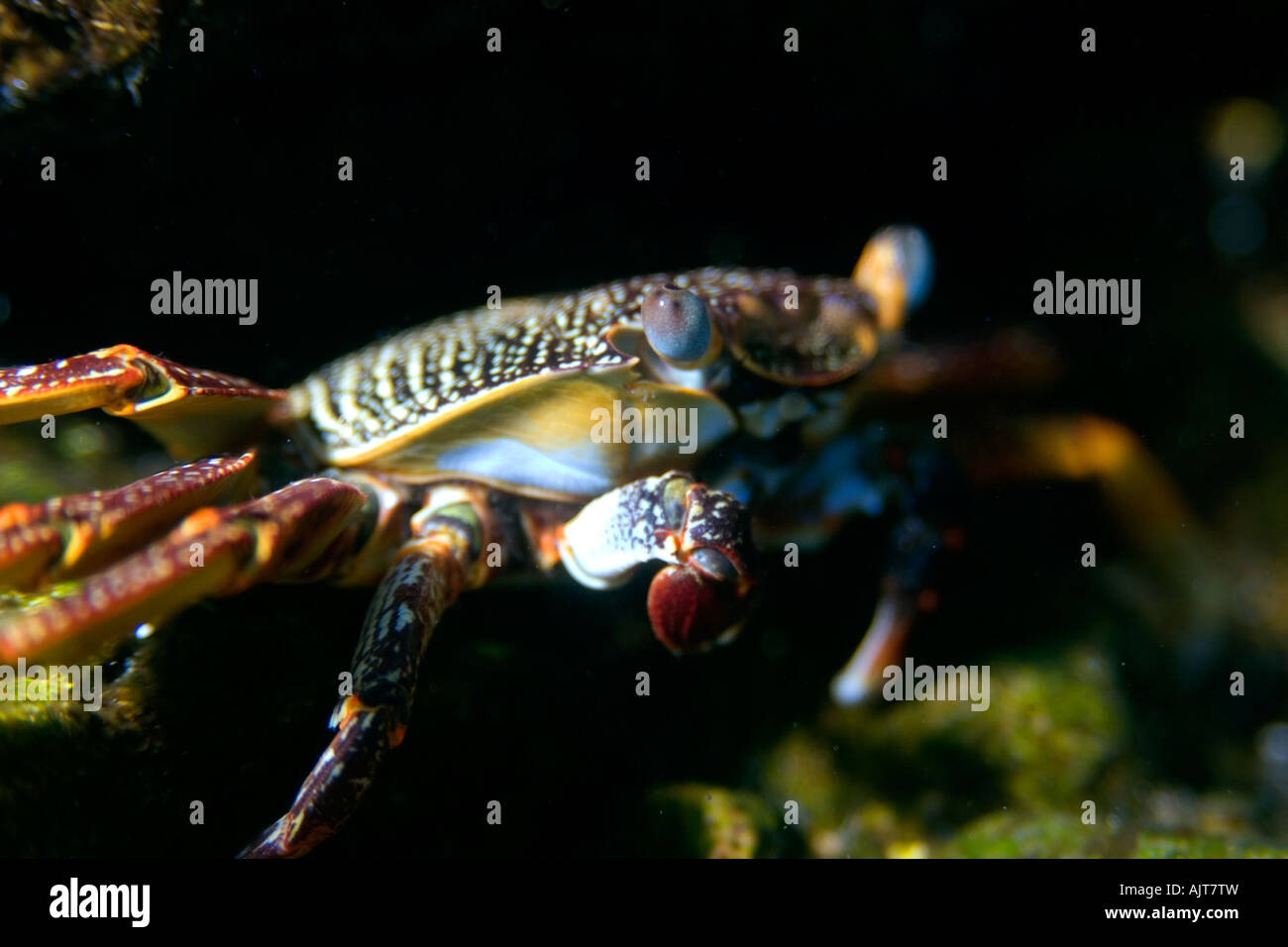 Red rock crab Grapsus grapsus St Peter and St Paul s rocks Brazil Atlantic Ocean Stock Photo