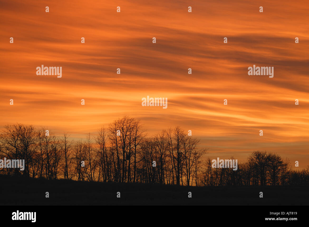 Deciduous trees in winter silhouette hi-res stock photography and ...