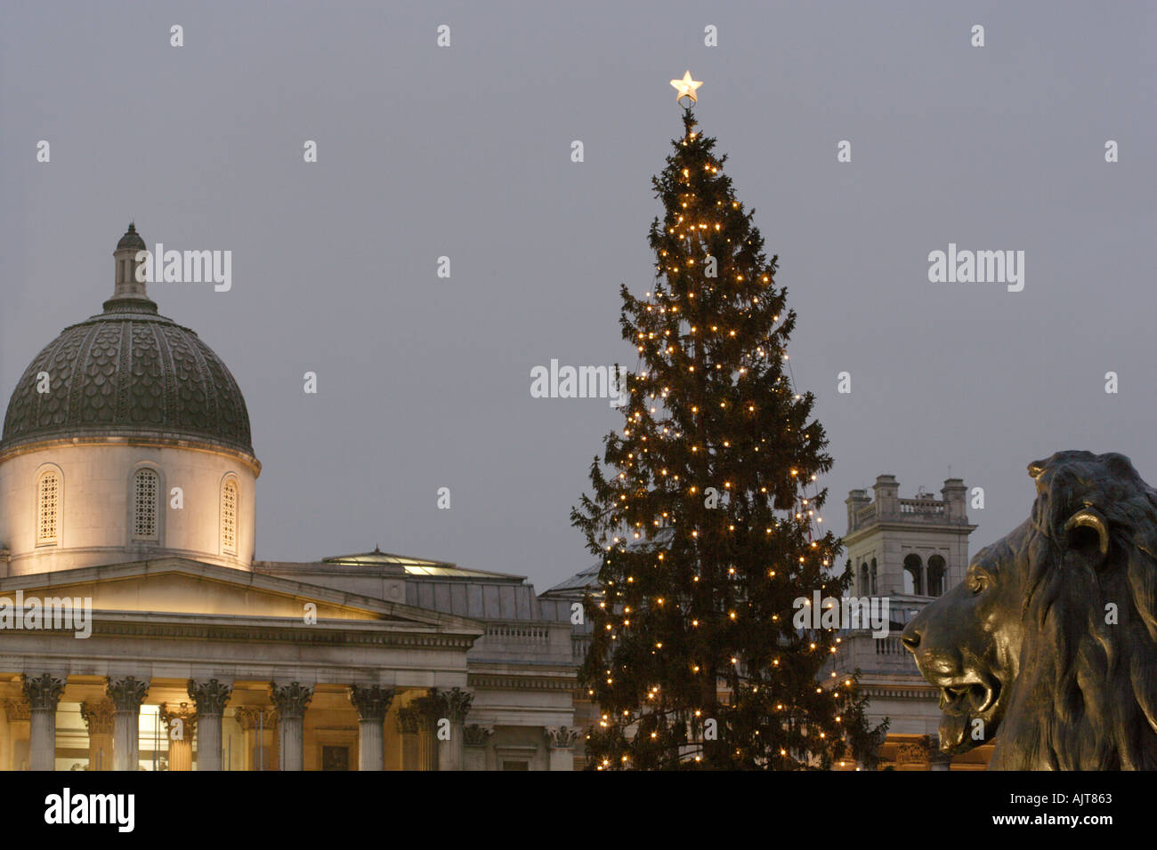 The National Gallery Norwegian Christmas tree and Lion at the foot of