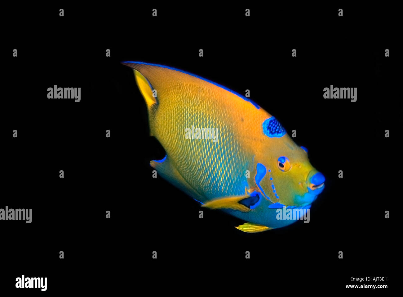 Marine angelfish queen hi-res stock photography and images - Alamy