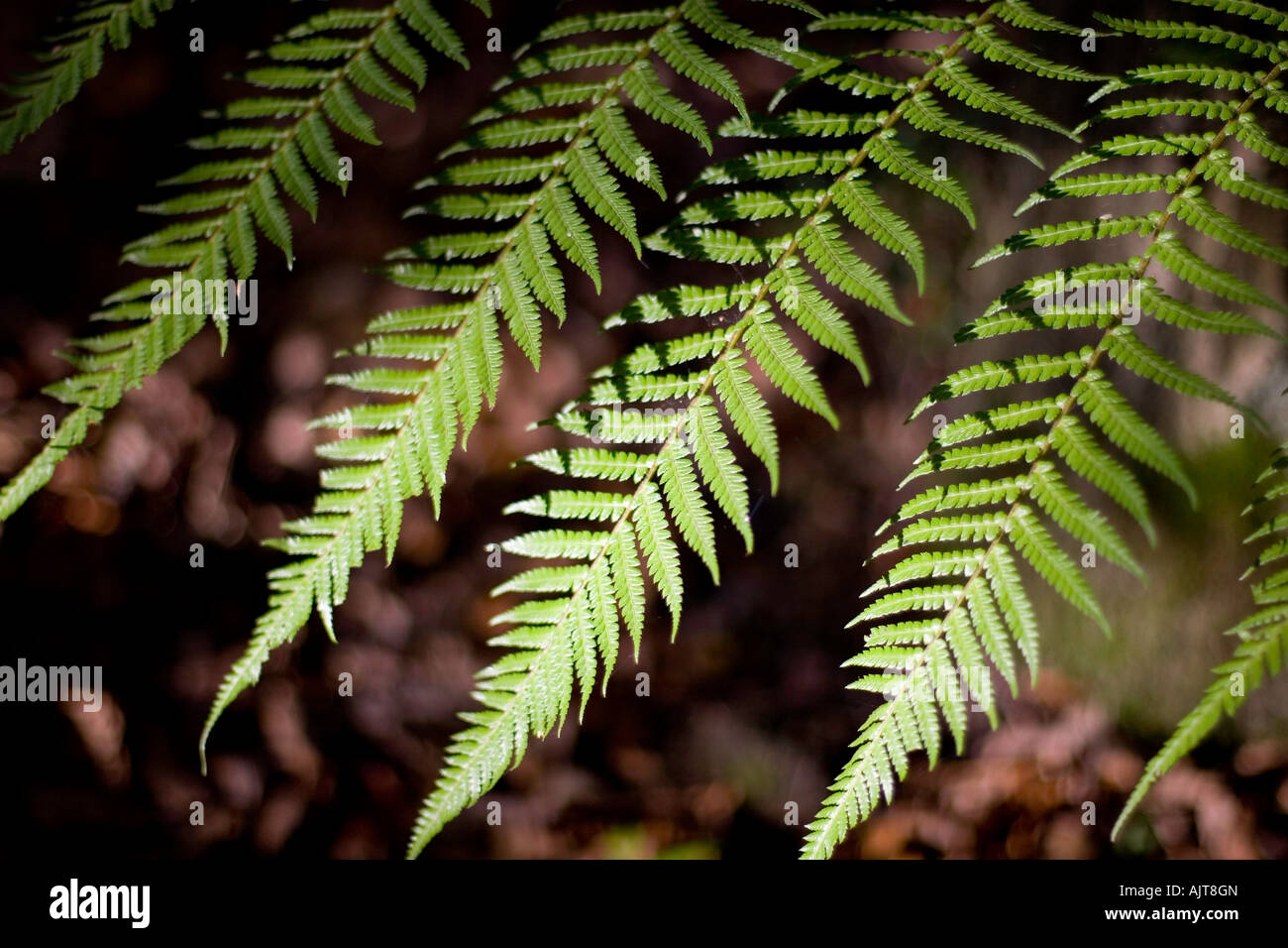Woodland plant hi-res stock photography and images - Alamy
