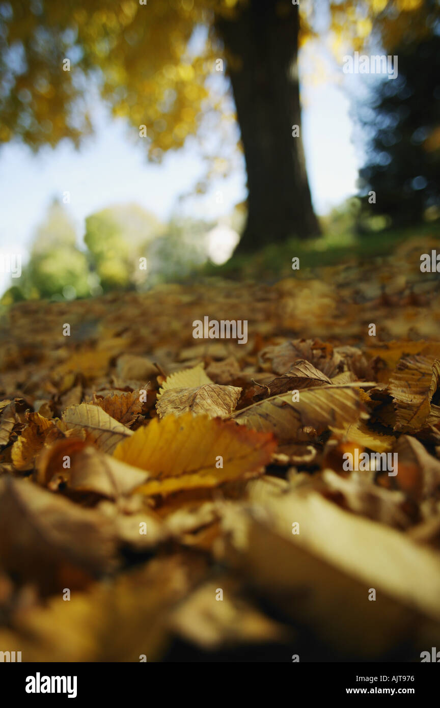 Outdoor trees and leaves and landscapes hi-res stock photography and ...