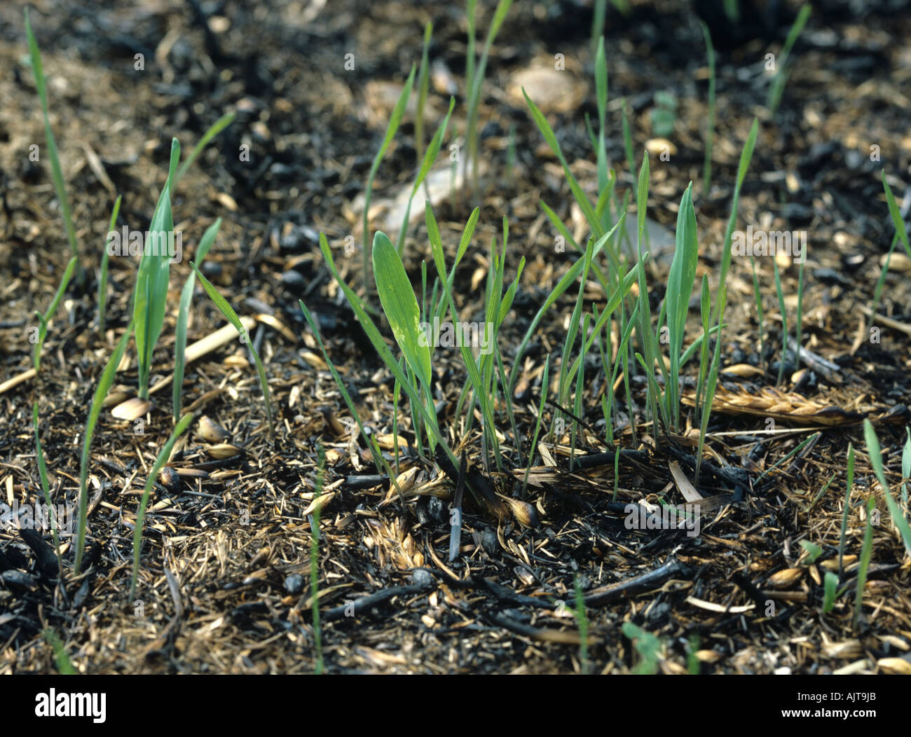 Sterile brome Bromus sterilis volunteer barley germinating through black burnt stubble Stock Photo