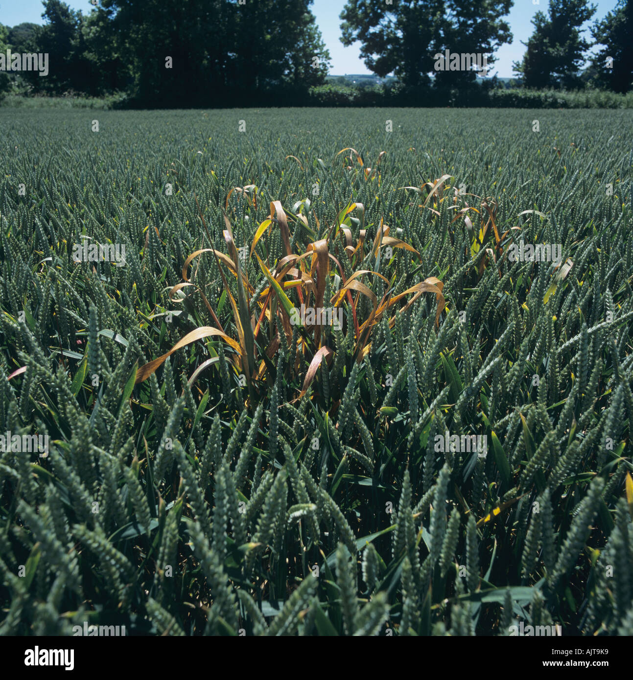 Dead wild oats plant in wheat crop in ear after selective herbicide application Stock Photo