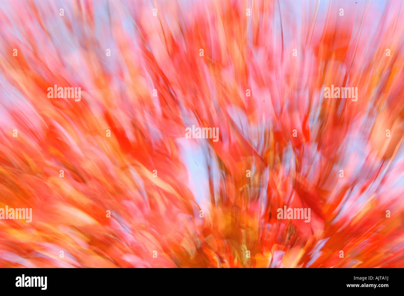 autumn leaves abstract explosion Stock Photo - Alamy