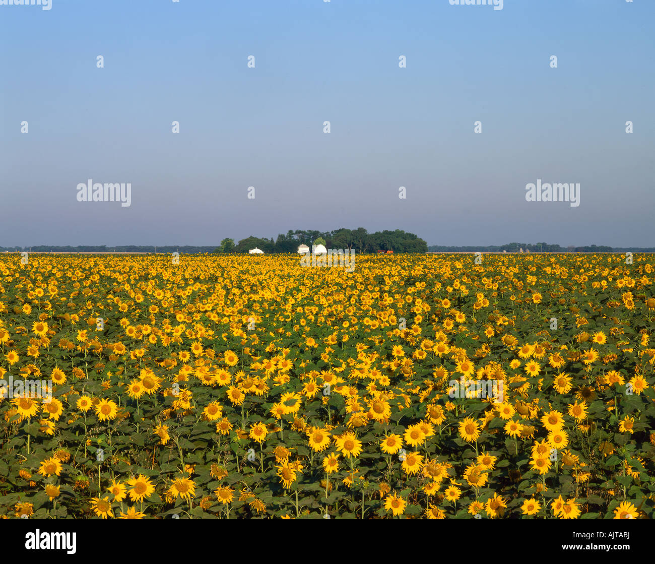 Sunflower farm, North Dakota, USA, by Gary A Nelson/Dembinsky Photo Assoc Stock Photo