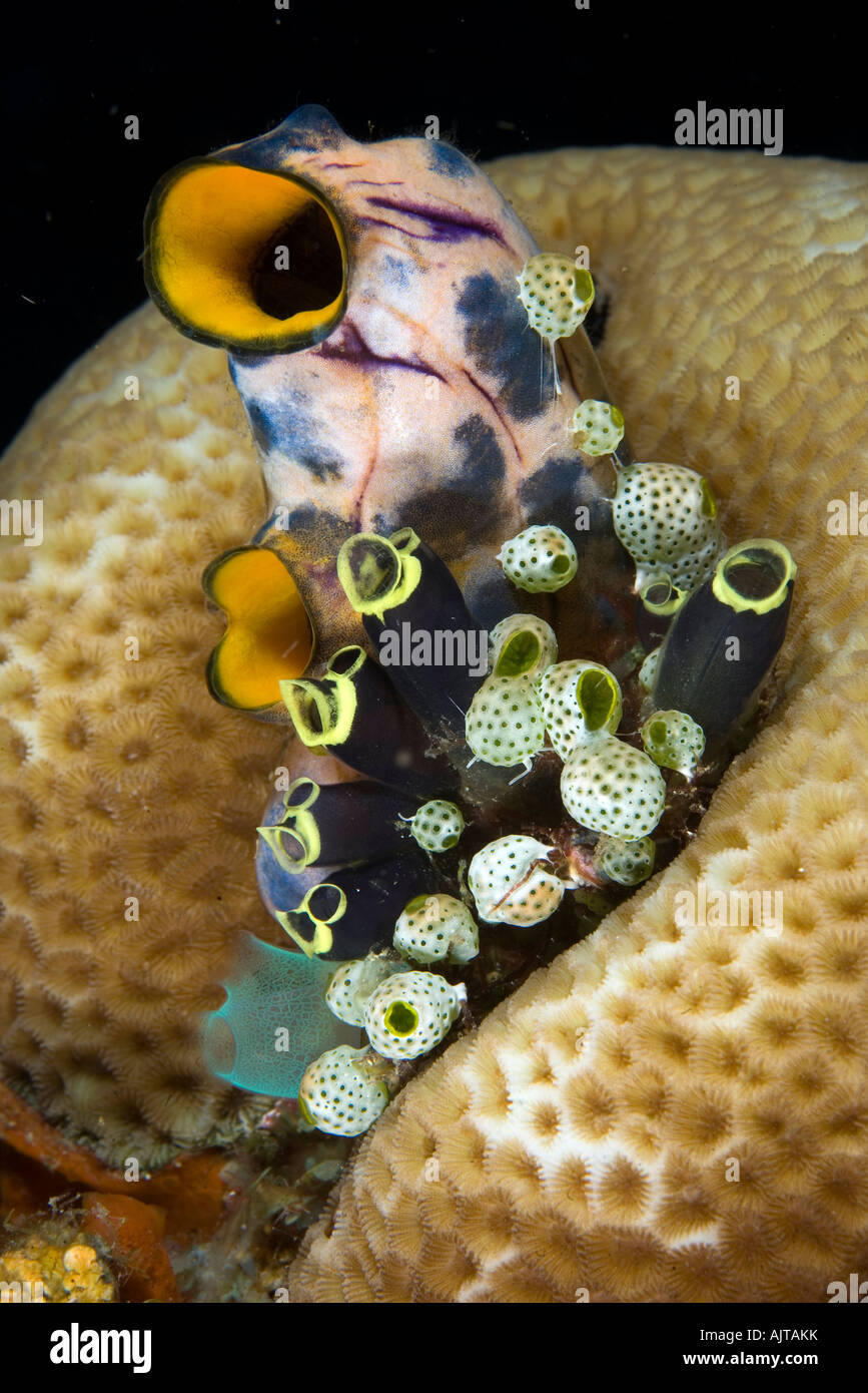 colonie of tunicates or ascidians Polycarpa aurata Clavelina robusta Didemnum molle Lombok Indian Ocean Indonesia Stock Photo