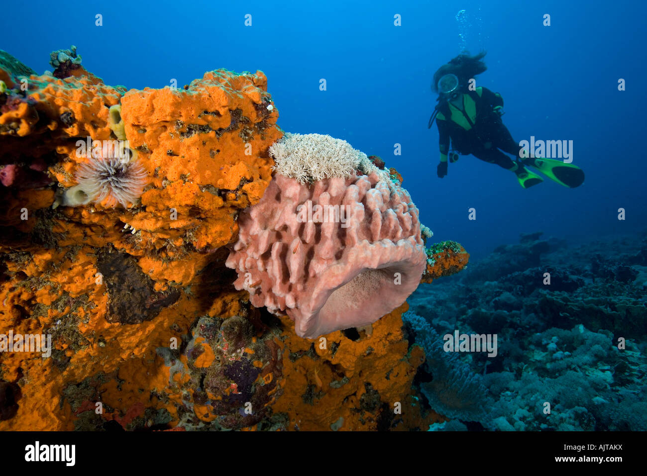 scuba diver and barrel sponge xestospongia sp Lombok Indian Ocean Indonesia Stock Photo